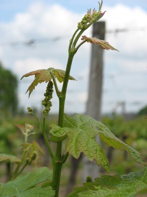 vignes