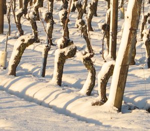 vignes